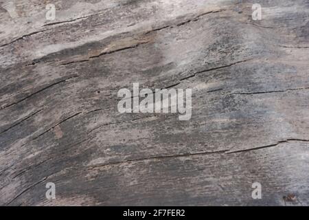 Holzstruktur in weiß, braun, grau und schwarz. Als Hintergrund verwendbar Stockfoto