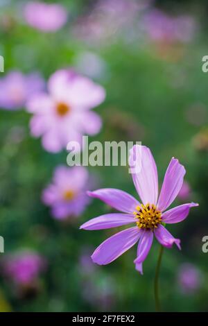 Cosmos Blume Cosmos Bipinnatus mit verschwommenem Hintergrund. Stockfoto