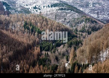 Bad Harzburg, Deutschland. April 2021. Blick von der Rabenklippe in den Fichtenwald des Eckertals im Nationalpark Harz. Quelle: Swen Pförtner/dpa/Alamy Live News Stockfoto