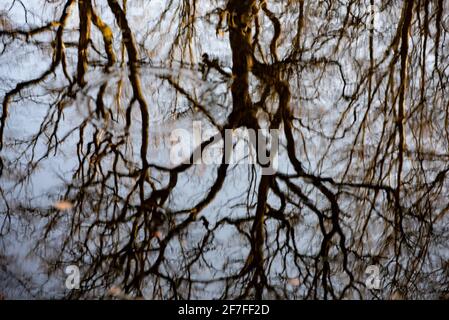 Bad Harzburg, Deutschland. April 2021. Die Zweige eines Baumes spiegeln sich in einem Teich im Nationalpark Harz. Quelle: Swen Pförtner/dpa/Alamy Live News Stockfoto