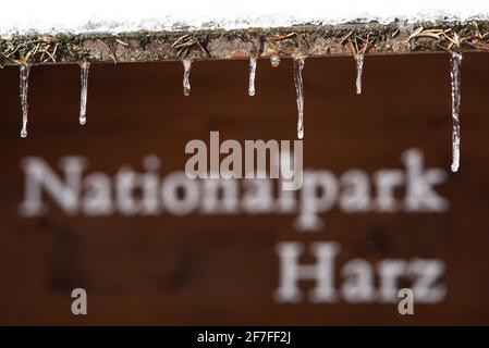 Bad Harzburg, Deutschland. April 2021. Kleine Eiszapfen sind vor einem Schild 'Nationalpark Harz' zu sehen. Quelle: Swen Pförtner/dpa/Alamy Live News Stockfoto