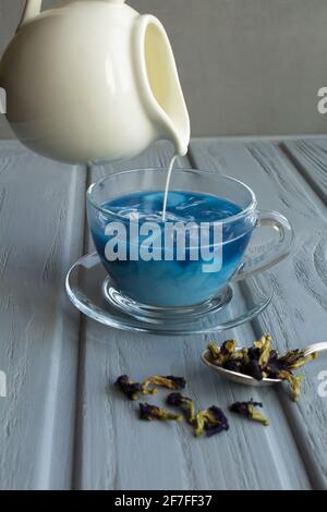 Blauer thai-Tee mit Milch in Glasbecher auf grauem Hintergrund. Nahaufnahme. Stockfoto