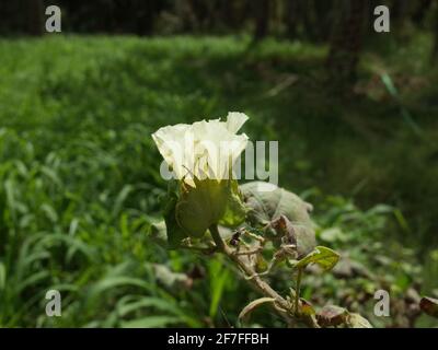Nahaufnahme der Baumwollpflanzenblume Stockfoto