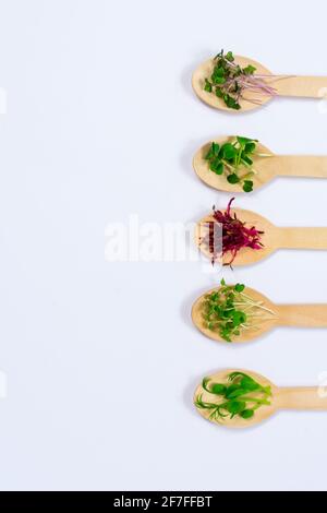 Mikrogemüse aus Erbsen, Rotkohl, Amaranth, Senf, Rettich im Sortiment auf Holzlöffeln auf weißem Grund. Richtiges veganes Essen. Platz für ein Stockfoto