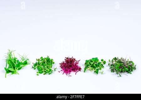 Mikrogrüne Sprossen aus Rettich, Senf, Rucola, Erbsen, Amaranth im Sortiment auf hellem Hintergrund. Speicherplatz kopieren. Platz für eine Inschrift. Stockfoto