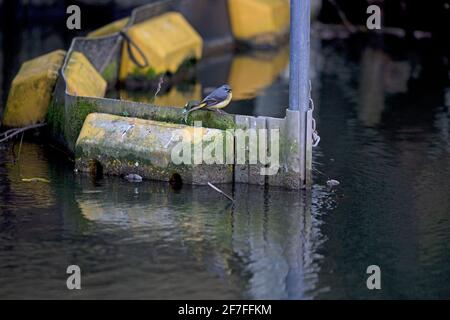 Grauer Wagtail (Motacilla cinera) in urbaner Umgebung Stockfoto