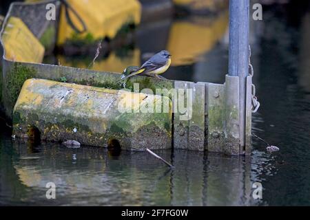 Grauer Wagtail (Motacilla cinera) in urbaner Umgebung Stockfoto