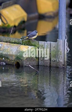 Grauer Wagtail (Motacilla cinera) in urbaner Umgebung Stockfoto