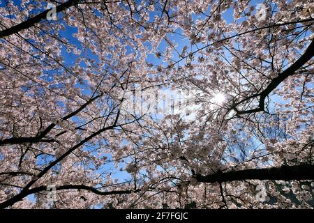 Kirschblüten auf dem Gelände der Langen Stiftung in Neuss Holzheim. Stockfoto