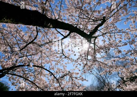 Kirschblüten auf dem Gelände der Langen Stiftung in Neuss Holzheim. Stockfoto