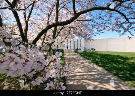 Kirschblüten auf dem Gelände der Langen Stiftung in Neuss Holzheim. Stockfoto