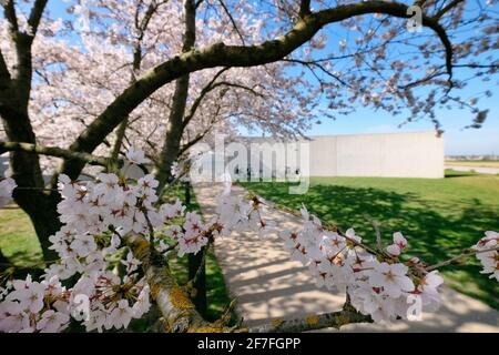 Kirschblüten auf dem Gelände der Langen Stiftung in Neuss Holzheim. Stockfoto