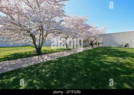 Kirschblüten auf dem Gelände der Langen Stiftung in Neuss Holzheim. Stockfoto