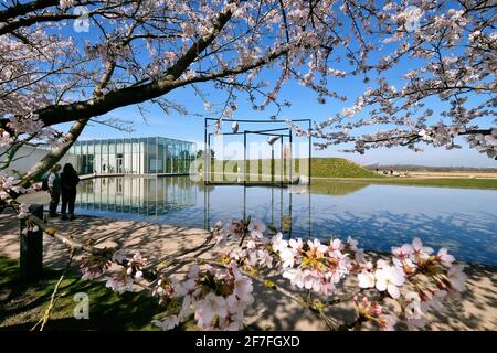 Kirschblüten auf dem Gelände der Langen Stiftung mit Das Ausstellungsgebäude wurde vom Architekten Tadao Ando und einem Skulptur des polnischen Künstlers Stockfoto