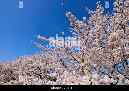 Kirschblüten auf dem Gelände der Langen Stiftung in Neuss Holzheim. Stockfoto