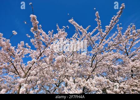 Kirschblüten auf dem Gelände der Langen Stiftung in Neuss Holzheim. Stockfoto