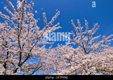 Kirschblüten auf dem Gelände der Langen Stiftung in Neuss Holzheim. Stockfoto