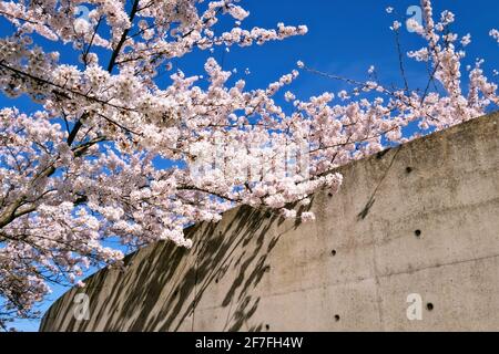 Kirschblüten auf dem Gelände der Langen Stiftung in Neuss Holzheim. Stockfoto