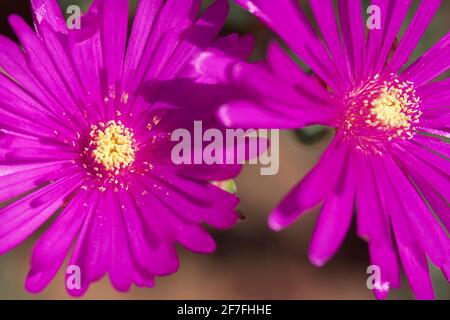 Delosperma cooperi Stockfoto