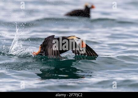 Tufted Paffin (Fratercula cirrhata) fliegt auf South Marble Island, Glacier Bay National Park, Alaska, Vereinigte Staaten von Amerika, Nordamerika Stockfoto