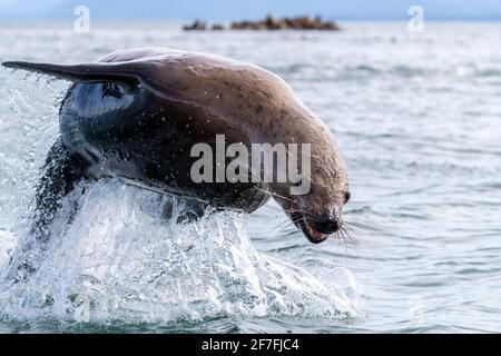 Ausgewachsener Steller Seelöwe (Eumetopias jubatus), Springen, South Marble Islands, Glacier Bay National Park, Alaska, Vereinigte Staaten von Amerika, Nordamerika Stockfoto