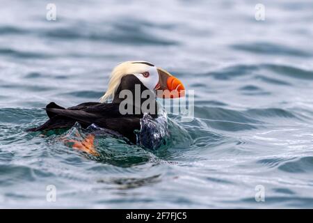 Tufted Paffin (Fratercula cirrhata), Brutkolonie auf South Marble Island, Glacier Bay National Park, Alaska, USA Stockfoto