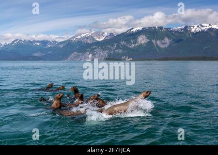 Neugierige Steller Seelöwen (Eumetopias jubatus), Südmarmor-Inseln, Glacier Bay National Park, UNESCO-Weltkulturerbe, Alaska, USA Stockfoto