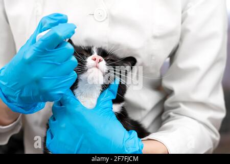 Nahaufnahme eines Tierarztes in einem weißen Mantel und medizinische Handschuhe Tropfen in das Auge eines schwarzen und Weiße Katze mit einem großen Schnurrbart in der Klinik Stockfoto