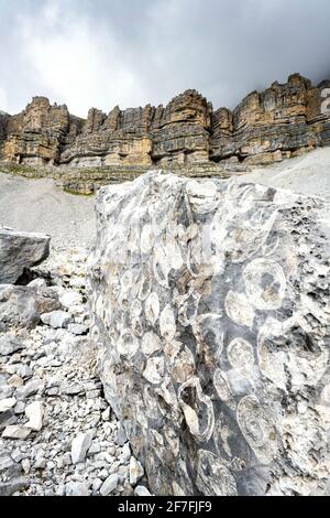 Meeresfossilien auf Gesteinen des geologischen Gebiets Orti della Regina, Brenta Dolomites, Madonna di Campiglio, Trentino, Italien, Europa Stockfoto