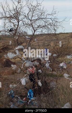 Eine Plastiktüte steckte in einem Baum fest. Stockfoto
