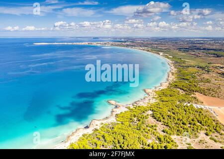 Punta della Suina Sandstrand umrahmt von mediterranen Pinien, Luftbild, Gallipoli, Provinz Lecce, Salento, Apulien, Italien, Europa Stockfoto