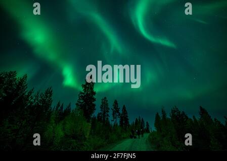 Fotografen, die nordlichter über Nadelwäldern, Muonio, Lappland, Finnland, Europa fotografieren Stockfoto