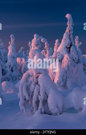 Schneebedeckte Winterlandschaft bei Sonnenuntergang, Tykky, Kuntivaara fiel, Kuusamo, Finnland, Europa Stockfoto