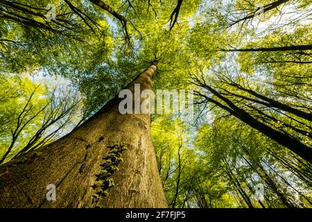 Baumstämme und Baumkronen von Buchen (Fagus sylvatica), Kent, England, Vereinigtes Königreich, Europa Stockfoto