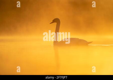 Mute Swan (Cygnus olor) bei Sonnenaufgang, Kent, England, Vereinigtes Königreich, Europa Stockfoto