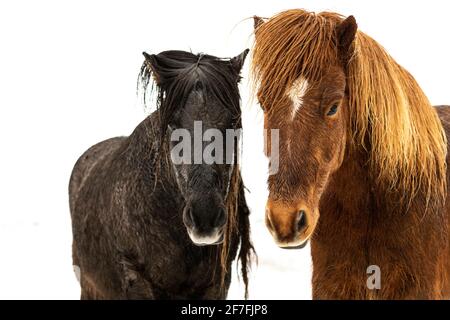 Islandpferde (Equus ferus caballus), Gullfoss, Island, Polarregionen Stockfoto