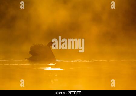 Mute Swan (Cygnus olor) bei Sonnenaufgang, Kent, England, Vereinigtes Königreich, Europa Stockfoto
