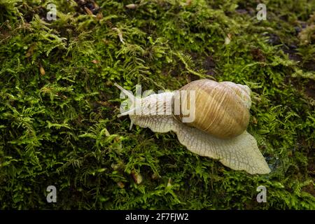 Römische Schnecke (Helix pomatia), Kent, England, Vereinigtes Königreich, Europa Stockfoto