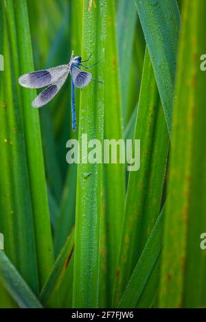 Gebänderte Demoiselle (Calopteryx splendens)-Damselfliege mit Tau bedeckt, Kent, England, Großbritannien, Europa Stockfoto