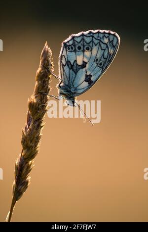 Marmorierte weiße (Melanargia galathea) Schmetterlinge, auf Gras brüllend, in Wiesenhabitat, Kent, England, Vereinigtes Königreich, Europa Stockfoto