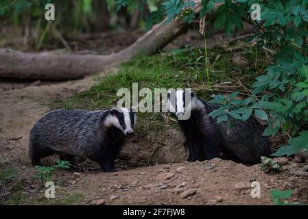 Eurasischer Dachs (Meles meles) Erwachsener, Paar nebeneinander stehend, Lebensraum für Kupferwälder, Kent, England, Vereinigtes Königreich, Europa Stockfoto