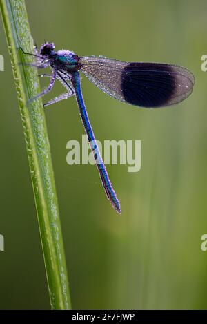 Gebänderte Demoiselle (Calopteryx splendens)-Damselfliege mit Tau bedeckt, Kent, England, Großbritannien, Europa Stockfoto