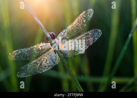 Gewöhnlicher Darter (Sympetrum striolatum) Libelle, mit Tau bedeckt, im Morgengrauen, Elmley Marshes National Nature Reserve, Isle of Sheppey, Kent, England Stockfoto