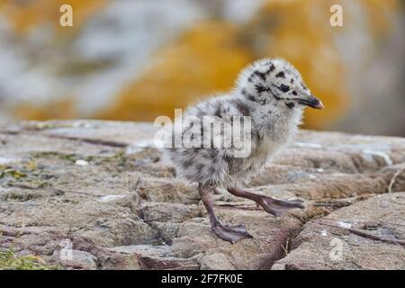 Ein Küken einer großen Schwarzrückenmöwe (Larus marinus), auf Staple Island, Farne Islands, Northumberland, England, Vereinigtes Königreich, Europa Stockfoto