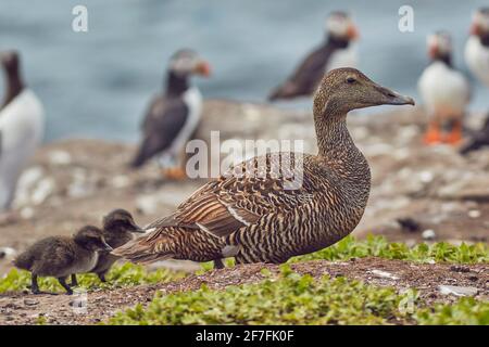 Eine weibliche Eiderente (Somateria mollissima), mit Küken auf Inner Farne, Farne Islands, Northumberland, England, Vereinigtes Königreich, Europa Stockfoto