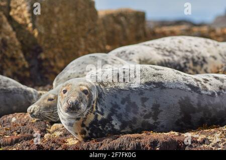 Kegelrobben (Halichoerus grypus), auf Longstone Island, Farne Islands, Northumberland, Nordostengland, Vereinigtes Königreich, Europa Stockfoto