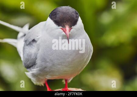 Ein Porträt einer Polarseeschwalbe (Sterna paradiesaea), auf Inner Farne, Farne Islands, Northumberland, England, Vereinigtes Königreich, Europa Stockfoto