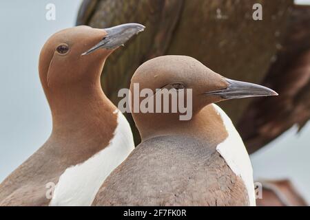 Ein Guillemot-Paar (Uria aalge), auf Inner Farne, Farne Islands, Northumberland, England, Vereinigtes Königreich, Europa Stockfoto