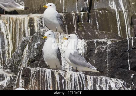 Kittiwakes (Rissa tridactyla), brüten auf Klippen auf Staple Island, Farne Islands, Northumberland, Nordostengland, Vereinigtes Königreich, Europa Stockfoto