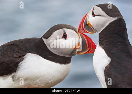 Zwei atlantische Papageientaucher (Fraterkula arctica) begrüßen auf Staple Island, Farne Islands, Northumberland, Nordostengland, Vereinigtes Königreich, Europa Stockfoto